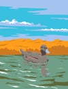 Blue Billed Duck or Oxyura Australis Found in Victoria Australia Art Deco WPA Poster Art