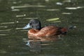 Blue-billed duck (Oxyura australis Royalty Free Stock Photo