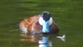 Blue Billed Duck in pond Royalty Free Stock Photo