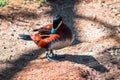 Blue billed duck preening feathers at the John Ball Zoo Royalty Free Stock Photo