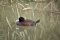 Blue billed duck Royalty Free Stock Photo
