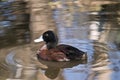 Blue billed duck Royalty Free Stock Photo