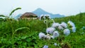 Blue Billygoat or Ageratum conyzoides flowers