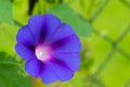 Blue bindweed flower macro Royalty Free Stock Photo