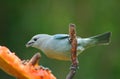 Blue bird Royalty Free Stock Photo