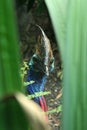 Cassowary Bird in Australia Royalty Free Stock Photo