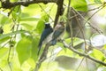 Blue bird arent and child on a branch of tree. Royalty Free Stock Photo