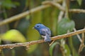 Blue bird. Black-naped Monarch.
