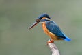 Blue bird with black and red beaks ready to jump in to water for fishing in early morning, common kingfisher Royalty Free Stock Photo