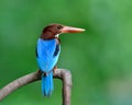 Blue bird with brown head and large red beaks sharming showing its beautiful back feathers in soft lighting, Thailand wild animal Royalty Free Stock Photo