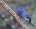 Blue bird called Black naped monarch sitting on a perch Royalty Free Stock Photo