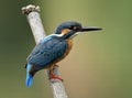 Common kingfisher Alcedo atthis perching on dried bamboo wood in stream showing its back feathers, lovely nature