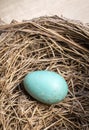 Blue Bird Egg