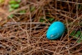 Blue bird eggs have cracks almost throughout the bubble Royalty Free Stock Photo