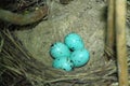 Blue bird eggs Royalty Free Stock Photo