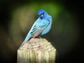 Blue Bird on a Fence: An indigo bunting bird shows off his bright blue feathers while perched on a fence