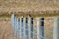 Blue bird on fence Royalty Free Stock Photo