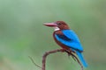 Blue bird, Halcyon smyrnensis calmly perching on curve wooden branch expose against soft green background