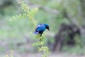 Blue bird hanging a branch, bird at the tree, wildlife