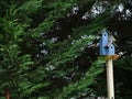 Blue Bird House