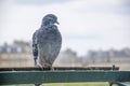 Blue Bird on a Ledge in Paris, France