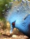 Blue bird long feather and red eye