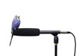 Blue Bird Microphone