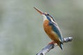 Blue bird with orange belly and sharp beaks look up aove alerting to inading enemy bird and ready to fight back, common kingfisher Royalty Free Stock Photo