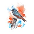 Blue bird painted with watercolor Royalty Free Stock Photo