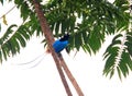 Blue bird-of-paradise