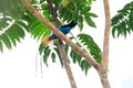 Blue bird-of-paradise Royalty Free Stock Photo