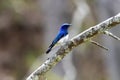 Blue bird parent and child on a branch of tree. Royalty Free Stock Photo