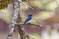 Blue bird parent and child on a branch of tree. Royalty Free Stock Photo