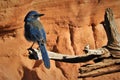 Blue bird perched on Branch