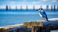Blue Jay On Old Pier: Majestic Port Style With Clear Edge Definition