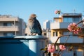 a blue bird perched on top of a building