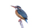Blue bird perching on wooden branch isolated on white background, female of common kingfisher Royalty Free Stock Photo