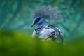 Blue bird with red eye, dark forest in the background, close-up. Wildlife nature. Big blue pigeon. Western crowned pigeon, Goura Royalty Free Stock Photo