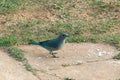 Blue bird SanhaÃÂ§o-Cinzento - Brazil