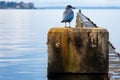 a blue bird sitting on top of a concrete pillar Royalty Free Stock Photo