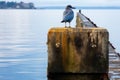 a blue bird sitting on top of a concrete pillar