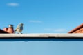 a blue bird sitting on top of a roof with a blue sky in the background Royalty Free Stock Photo