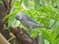 A blue Bird - Thaurapis Royalty Free Stock Photo