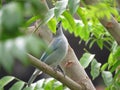 A blue Bird - Thaurapis