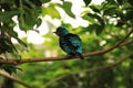 Blue Bird Seattle on tree