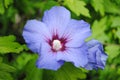 `Blue bird` tree hollyhock Royalty Free Stock Photo