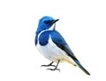 Blue bird, Ultamarine Flycatcher (superciliaris ficedula) fully