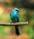 Blue bird