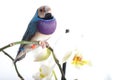 Blue bird and withe orchid