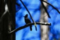 Blue bird at Yosemite National Park Royalty Free Stock Photo